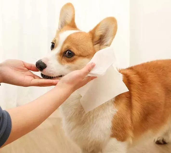 Khăn lau sạch thú cưng - Một lựa chọn thuận tiện cho chăm sóc thú cưng