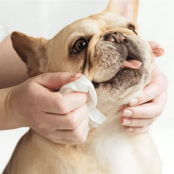 Thú cưng để đi du lịch: vật phẩm phải có để chăm sóc thú cưng khi đang di chuyển